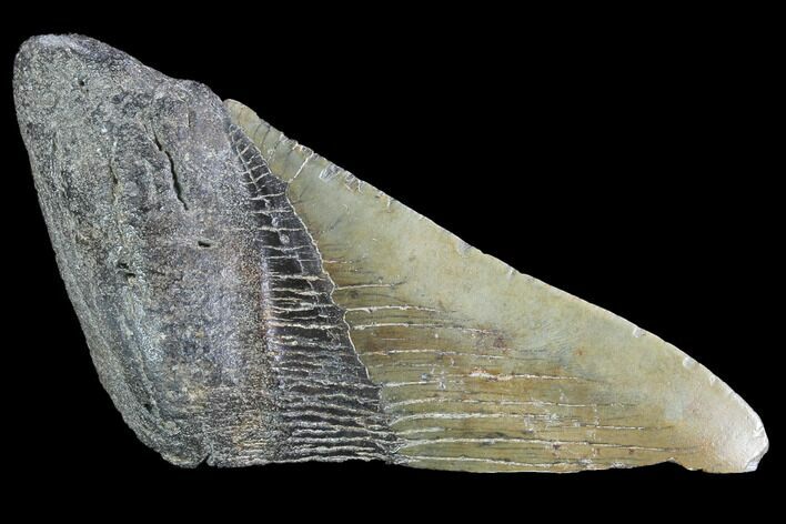 Partial Fossil Megalodon Tooth #89448